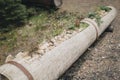 plants in woodden pots Royalty Free Stock Photo