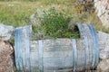 Plants in a wooden barrel Royalty Free Stock Photo