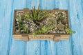 Plants in a wooden box on a blue background