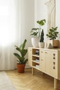 Plants on wooden cupboard in bright living room interior with wi Royalty Free Stock Photo