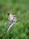 Plants wrapped in a spider web, beautiful morning dew Royalty Free Stock Photo