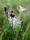 Plants wrapped in a spider web, beautiful morning dew Royalty Free Stock Photo