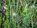 Plants wrapped in a spider web, beautiful morning dew Royalty Free Stock Photo