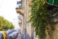 Plantss in a pot hanging from the window