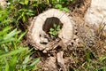 Plany emerging from.cut trunk of a tree Royalty Free Stock Photo