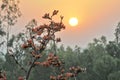 Plash flower and sunset at purulia west bengal