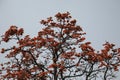 Plash flower tree with sky