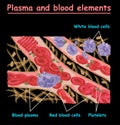 Plasma of blood and white blood cells, red blood cells, platelets. Plasma isolated on black. Different elements of huma