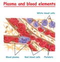 Plasma of blood and white blood cells, red blood cells, platelets. Plasma isolated vector info graphic. Different elements of huma