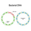 Plasmid and Recombinant Bacterial DNA. Royalty Free Stock Photo