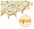 Plasmodesmata provide pathways for the transport of information in the form of molecules from cell to cell.