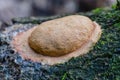 Plasmodial slime mold Fuligo rufa in forest