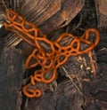 Plasmodiocarp fruit body of a slime mold Hemitrichia serpula on touchwood