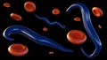 Plasmodium falciparum infected red blood cells Royalty Free Stock Photo