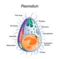 Diagram of Plasmodium merozoites structure.