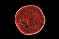 Plasmodium vivax inside red blood cell in the stage of ring-form trophozoite