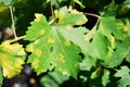 Plasmopara viticola, the causal agent of grapevine downy mildew