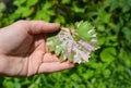 Plasmopara viticola symptoms. Close up on Plasmopara Viticola on the vine leaf. Grape disease