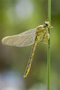 Plasrombout, Western Clubtail, Gomphus pulchellus