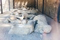 Plaster cast bodies of the victims at the ancient city of Pompeii