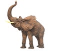 Plaster sculpture elephant