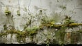 The plaster surface of the brick wall has begun to deteriorate and the wall has begun to grow moss and small plants.