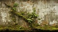 The plaster surface of the brick wall has begun to deteriorate and the wall has begun to grow moss and small plants.