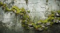 The plaster surface of the brick wall has begun to deteriorate and the wall has begun to grow moss and small plants.