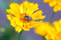 Plasterer Bee, Colletes fulgidus Royalty Free Stock Photo