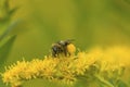 Plasterer bee with huge corbicula filled with goldenrod pollen Royalty Free Stock Photo