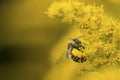 Plasterer bee with huge corbicula filled with goldenrod pollen Royalty Free Stock Photo