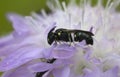 Plasterer bee, Hylaeus on field scabious Royalty Free Stock Photo
