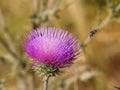 A Plasterer Bee Striped and a Purple Thistle Flower Royalty Free Stock Photo