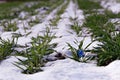 Plastic pollution on an acre with wheat crops Royalty Free Stock Photo