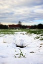 Plastic pollution on an acre with wheat crops Royalty Free Stock Photo