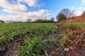 Plastic pollution on an acre with wheat crops Royalty Free Stock Photo