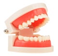 Plastic anatomical model of human jaw isolated on a white background. Training model for students. Teaching oral hygiene Royalty Free Stock Photo
