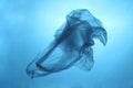 Plastic bag in blue water, garbage under water, plastic pollution of the oceans Royalty Free Stock Photo