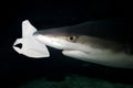 Plastic bag and brown shark illustrating plastic pollution Royalty Free Stock Photo