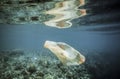 Plastic bag drifting over coral reef underwater