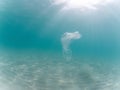 Plastic bag floating in the ocean, underwater waste. Ocean pollution concept. Global environmental problem. Copy space Royalty Free Stock Photo