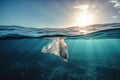 plastic bag floating on the surface of the ocean, with sun shining down Royalty Free Stock Photo