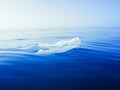 Plastic bag floating on the surface of the ocean Royalty Free Stock Photo