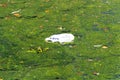 A plastic bag floats in the pond and causing water pollution - environmental pollution and waste disposal concept