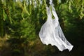 Plastic bag hanging on branch of spruce tree. Pollution garbage in forest. Royalty Free Stock Photo