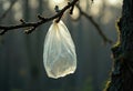 plastic bag hanging from a tree branch Royalty Free Stock Photo