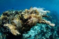 Plastic Bag Killing Elkhorn Coral Colony in Caribbean Royalty Free Stock Photo