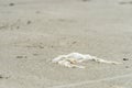 Plastic bag left on the beach make pollution Royalty Free Stock Photo