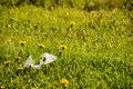 Plastic bag pollutes the environment yellow dandelions