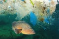 Plastic pollutes the sea with fish